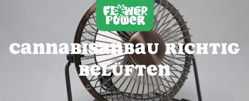 Mikroskopaufnahme einer Breitmilbe auf Cannabispflanze – Cannabis und Breitmilben als unsichtbare Schädlinge im Grow