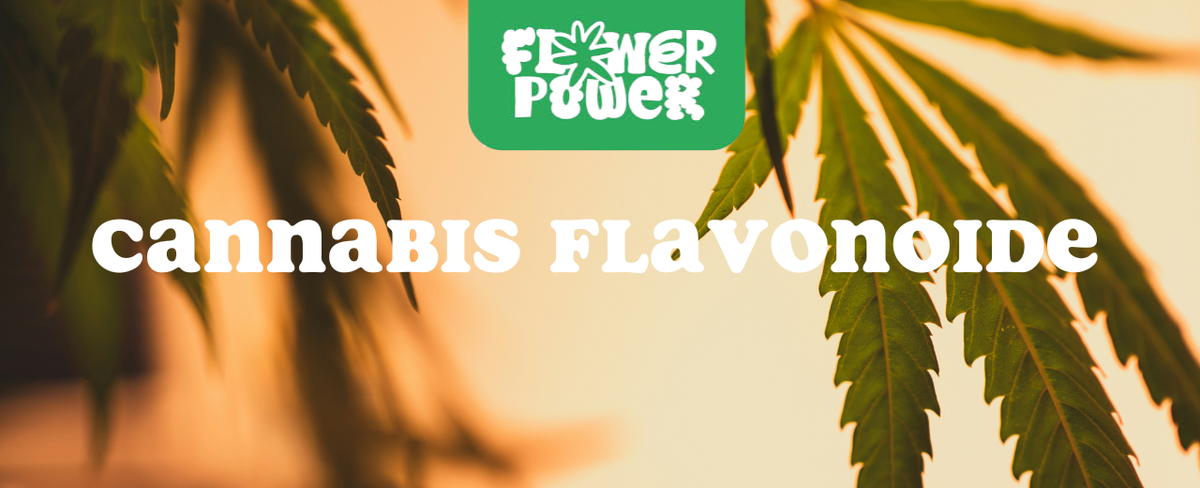 Illustration von Cannabisblüten mit Farbpigmenten – Cannabis Flavonoide und ihre Wirkung auf Geschmack und Farbe.