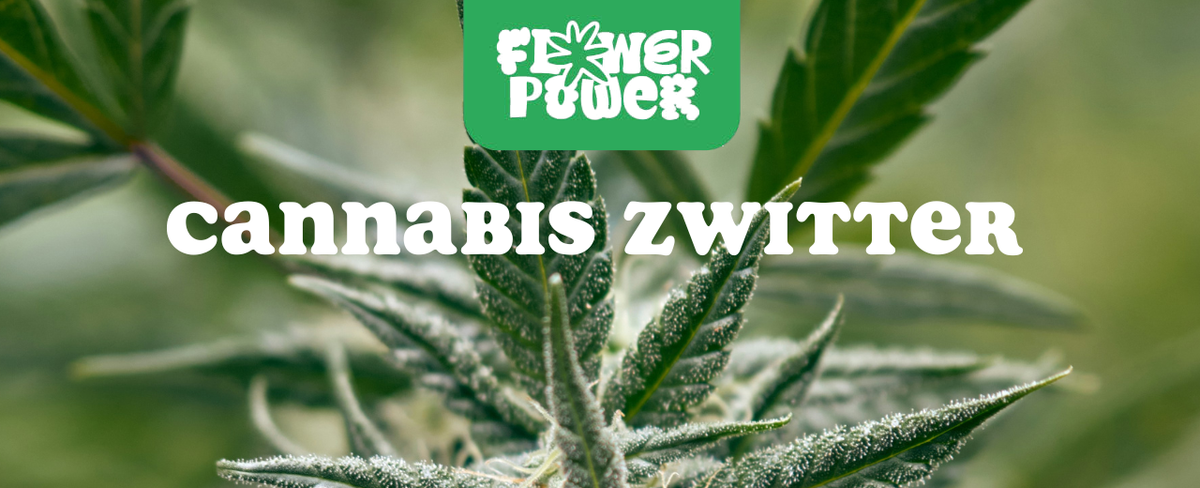 Cannabis Pflanze mit typischen Schädlingsschäden wie Blattflecken, gesprenkelten Oberflächen und Trichomverlust – Beispiel für frühen Befall.