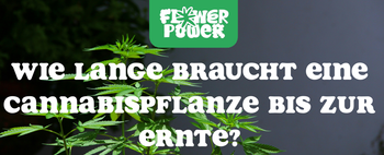 Mikroskopaufnahme einer Breitmilbe auf Cannabispflanze – Cannabis und Breitmilben als unsichtbare Schädlinge im Grow