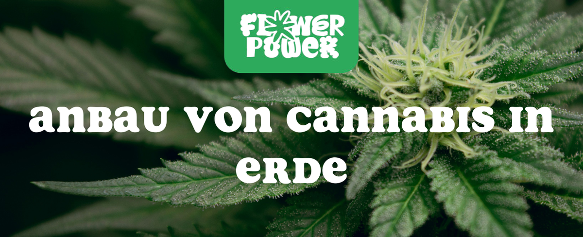„Illustration der Cannabispflanze mit beschrifteten Teilen – Anatomie der Cannabispflanze und ihre Hauptfunktionen erklärt.