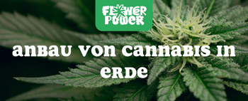 „Illustration der Cannabispflanze mit beschrifteten Teilen – Anatomie der Cannabispflanze und ihre Hauptfunktionen erklärt.