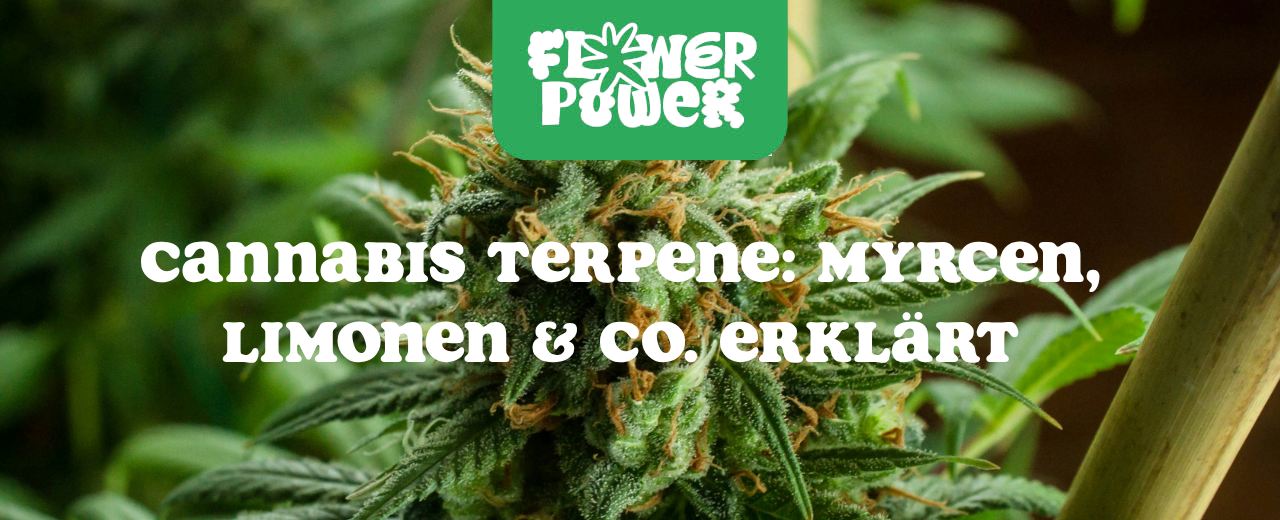 Cannabis Pflanze Nahaufnahme beim Anbau – OG Kush Grow-Tipps