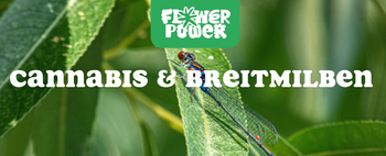 Mikroskopaufnahme einer Breitmilbe auf Cannabispflanze – Cannabis und Breitmilben als unsichtbare Schädlinge im Grow