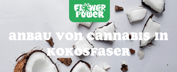 Cannabispflanze wächst in Topf mit Kokossubstrat – Cannabis in Kokosfaser anbauen Schritt für Schritt erklärt.