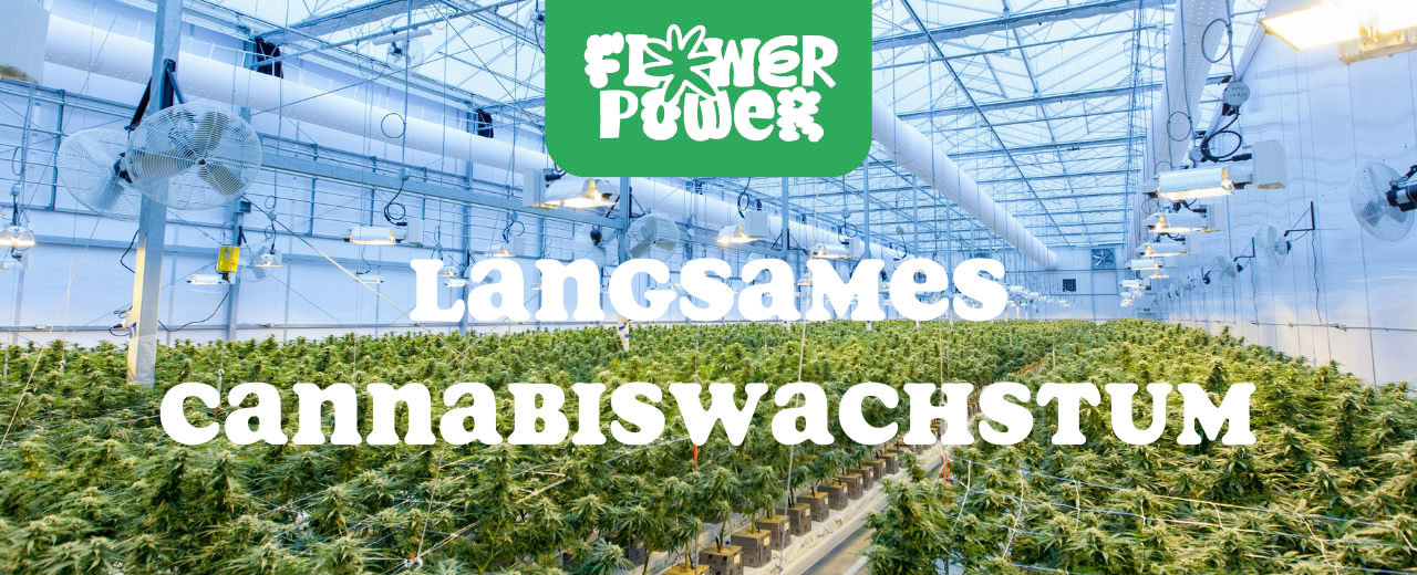 Cannabis Pflanze mit typischen Schädlingsschäden wie Blattflecken, gesprenkelten Oberflächen und Trichomverlust – Beispiel für frühen Befall.