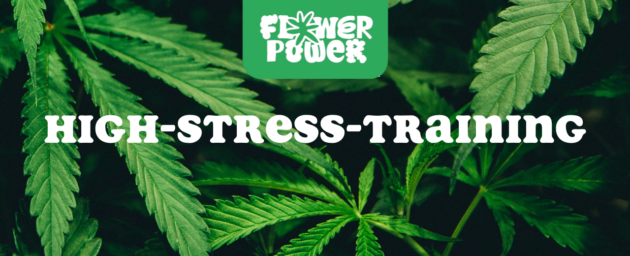 Cannabis Pflanze mit typischen Schädlingsschäden wie Blattflecken, gesprenkelten Oberflächen und Trichomverlust – Beispiel für frühen Befall.