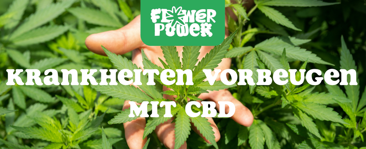 Krankheiten vorbeugen mit CBD – Wie Cannabidiol Dein Immunsystem stärkt