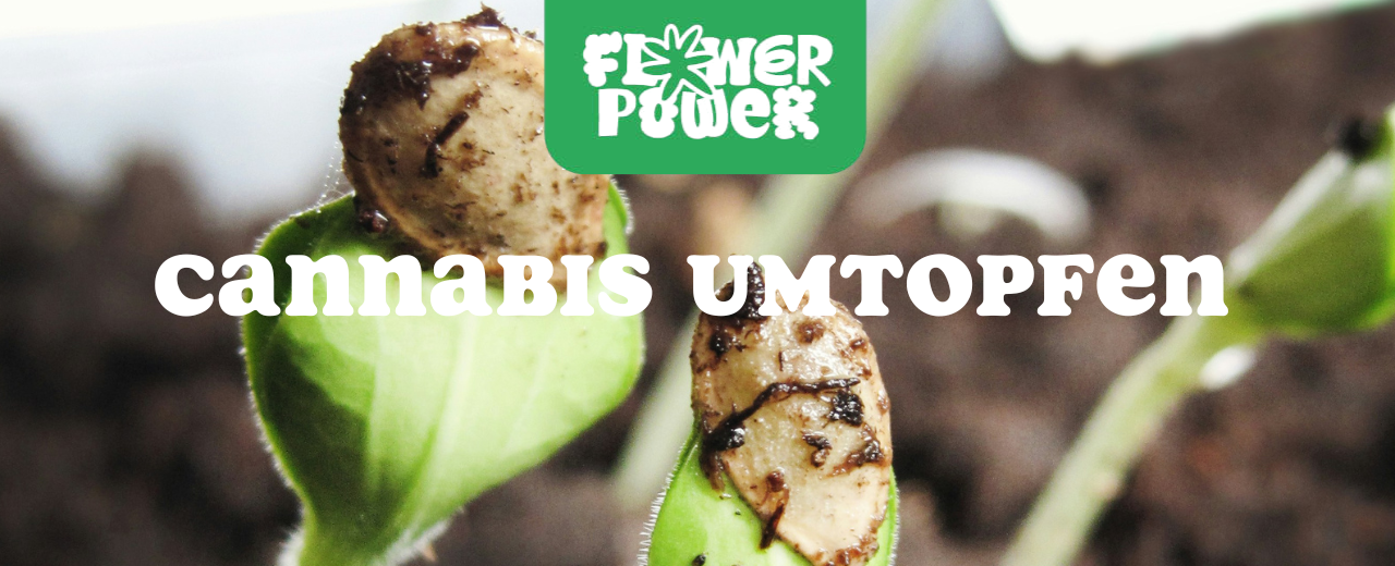 Mikroskopaufnahme einer Breitmilbe auf Cannabispflanze – Cannabis und Breitmilben als unsichtbare Schädlinge im Grow