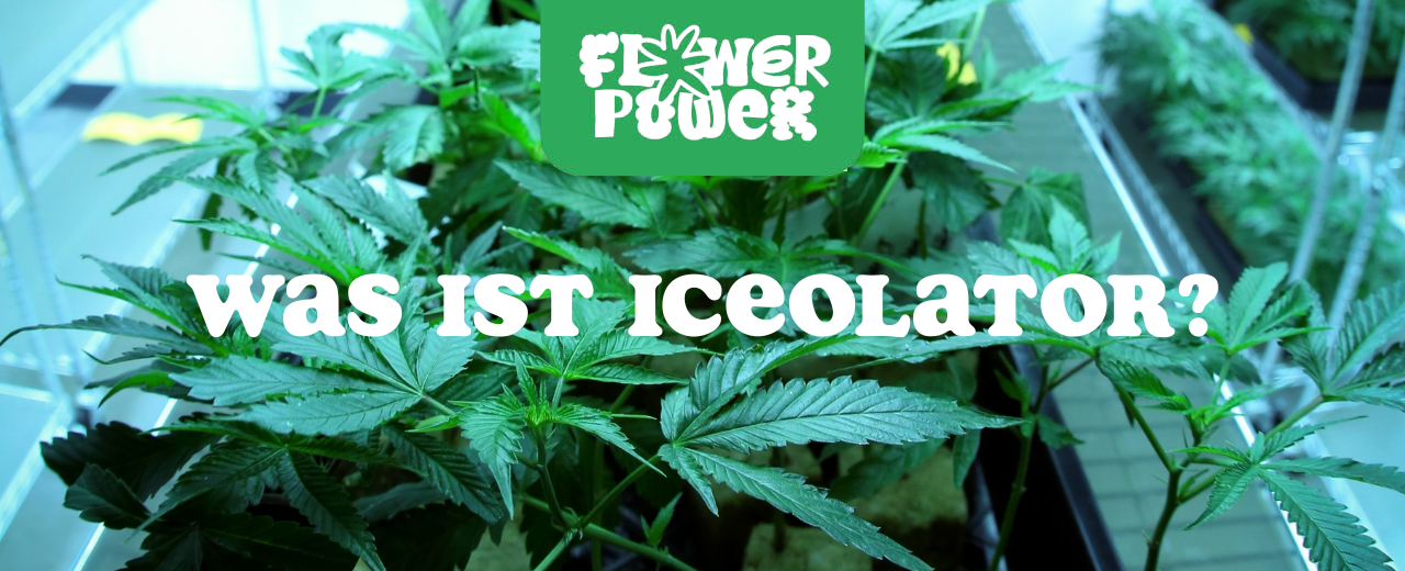 ahaufnahme von goldbraunem Cannabis-Extrakt – Was ist Iceolator und wie sieht er aus