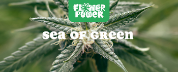 Mikroskopaufnahme einer Breitmilbe auf Cannabispflanze – Cannabis und Breitmilben als unsichtbare Schädlinge im Grow