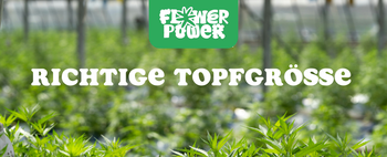 Cannabis Pflanze mit typischen Schädlingsschäden wie Blattflecken, gesprenkelten Oberflächen und Trichomverlust – Beispiel für frühen Befall.