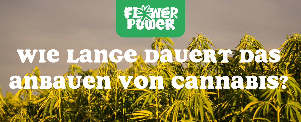 Mikroskopaufnahme einer Breitmilbe auf Cannabispflanze – Cannabis und Breitmilben als unsichtbare Schädlinge im Grow