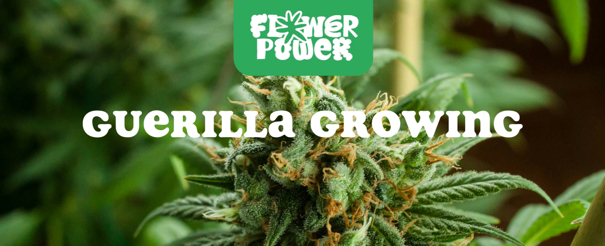 Cannabis Pflanze mit typischen Schädlingsschäden wie Blattflecken, gesprenkelten Oberflächen und Trichomverlust – Beispiel für frühen Befall.