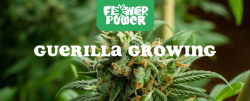 Cannabis Pflanze mit typischen Schädlingsschäden wie Blattflecken, gesprenkelten Oberflächen und Trichomverlust – Beispiel für frühen Befall.