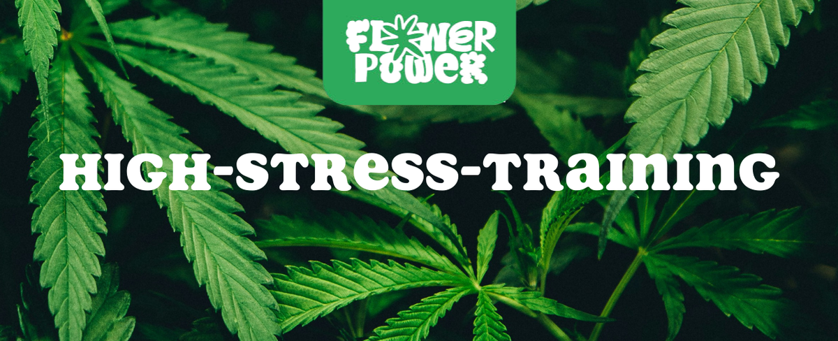 Cannabis Pflanze mit typischen Schädlingsschäden wie Blattflecken, gesprenkelten Oberflächen und Trichomverlust – Beispiel für frühen Befall.