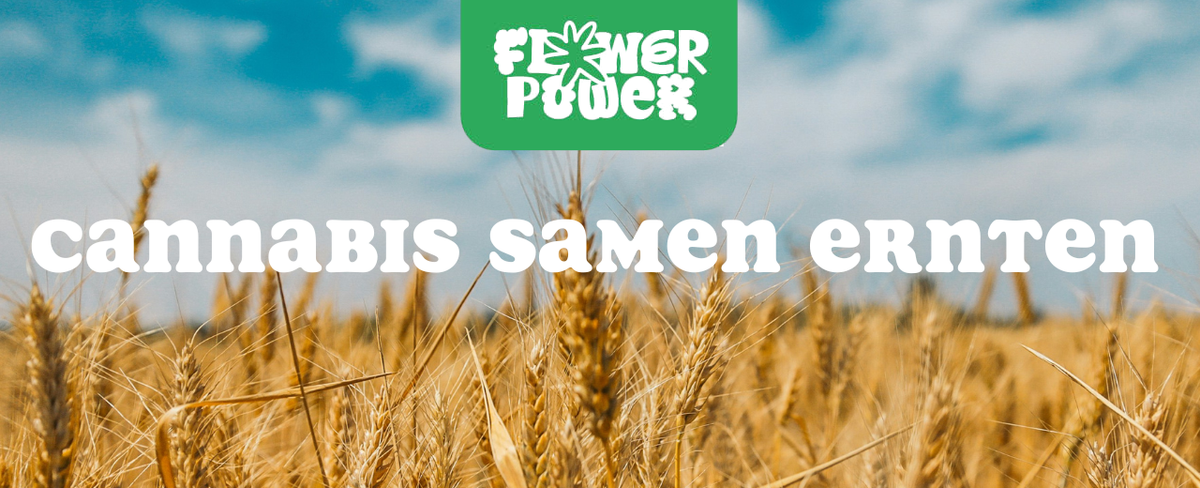 Cannabis im Karton trocknen – Anleitung und Aufbau der Trocknungsbox