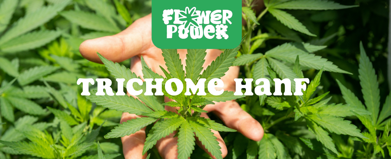 Mikroskopaufnahme einer Breitmilbe auf Cannabispflanze – Cannabis und Breitmilben als unsichtbare Schädlinge im Grow