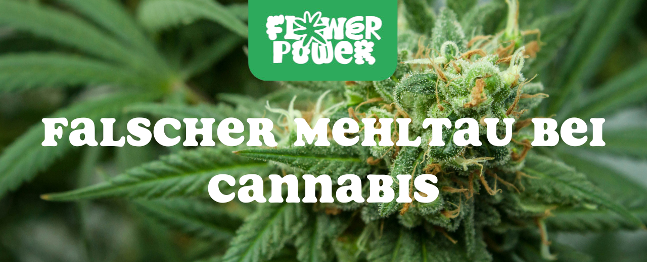 Cannabis Pflanze mit typischen Schädlingsschäden wie Blattflecken, gesprenkelten Oberflächen und Trichomverlust – Beispiel für frühen Befall.