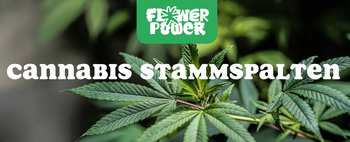 Mikroskopaufnahme einer Breitmilbe auf Cannabispflanze – Cannabis und Breitmilben als unsichtbare Schädlinge im Grow