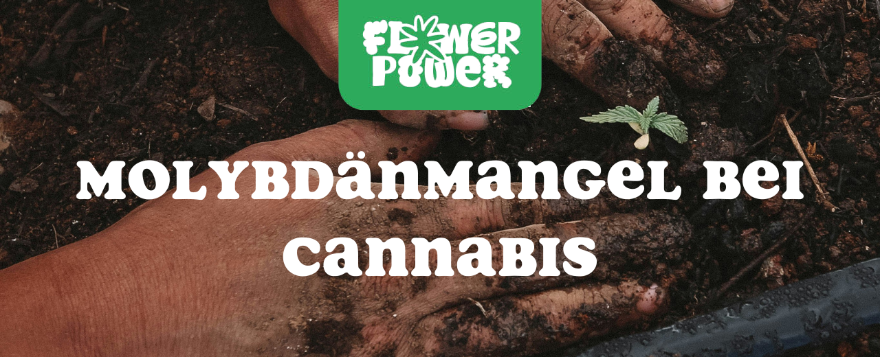 Cannabis Pflanze mit typischen Schädlingsschäden wie Blattflecken, gesprenkelten Oberflächen und Trichomverlust – Beispiel für frühen Befall.