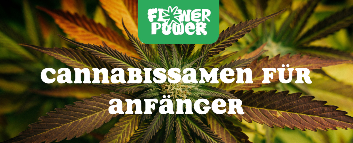 Cannabis Pflanze mit typischen Schädlingsschäden wie Blattflecken, gesprenkelten Oberflächen und Trichomverlust – Beispiel für frühen Befall.