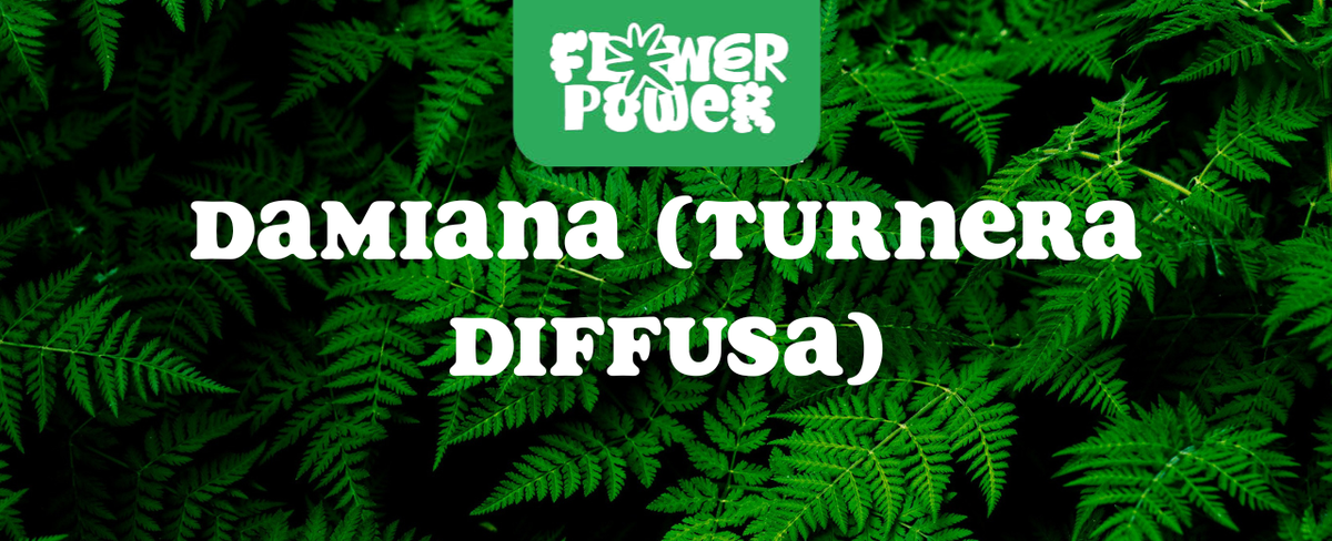 Getrocknete Damiana-Blätter auf Holztisch – Damiana Wirkung und Anwendung der traditionellen Liebespflanze