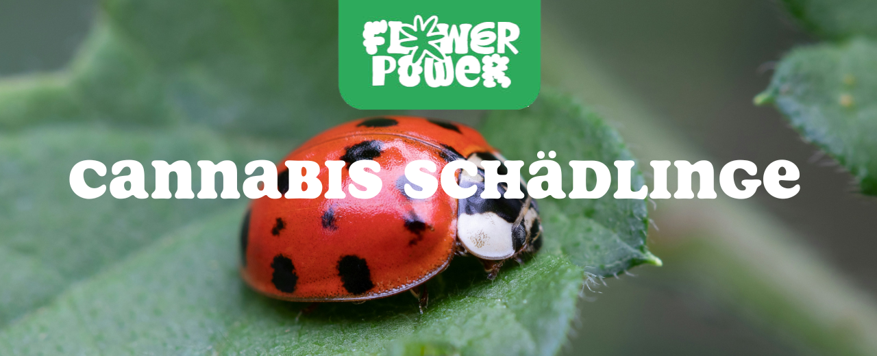 Cannabis Pflanze mit typischen Schädlingsschäden wie Blattflecken, gesprenkelten Oberflächen und Trichomverlust – Beispiel für frühen Befall.