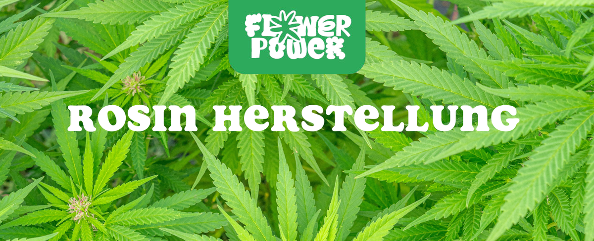 Cannabis Pflanze mit typischen Schädlingsschäden wie Blattflecken, gesprenkelten Oberflächen und Trichomverlust – Beispiel für frühen Befall.