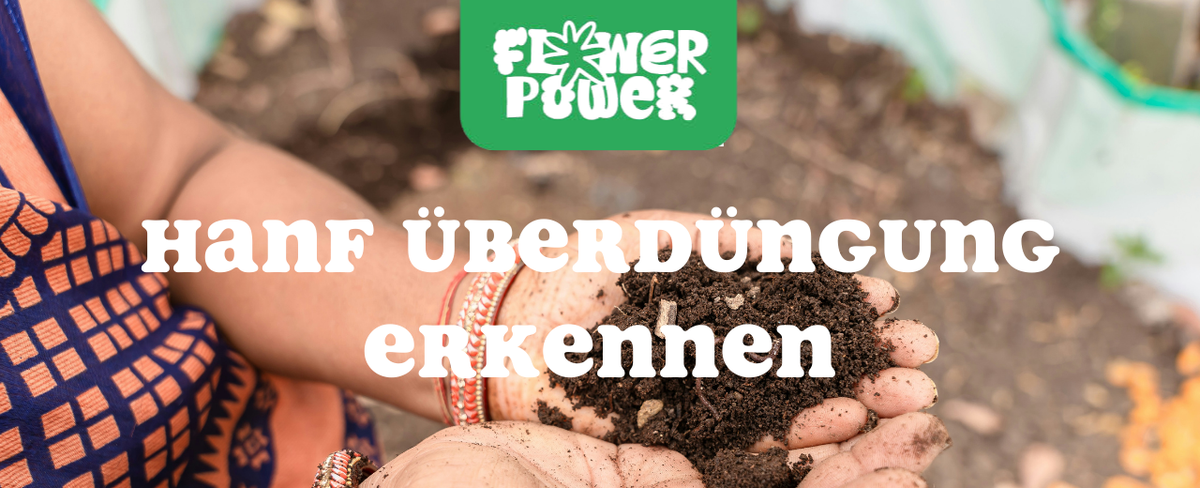 Mikroskopaufnahme einer Breitmilbe auf Cannabispflanze – Cannabis und Breitmilben als unsichtbare Schädlinge im Grow