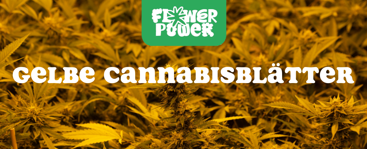 Cannabis Pflanze mit typischen Schädlingsschäden wie Blattflecken, gesprenkelten Oberflächen und Trichomverlust – Beispiel für frühen Befall.