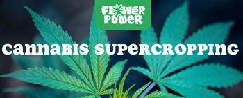 Mikroskopaufnahme einer Breitmilbe auf Cannabispflanze – Cannabis und Breitmilben als unsichtbare Schädlinge im Grow