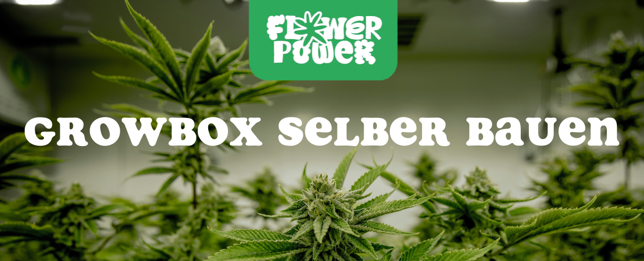 Cannabis Pflanze mit typischen Schädlingsschäden wie Blattflecken, gesprenkelten Oberflächen und Trichomverlust – Beispiel für frühen Befall.