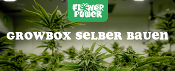 Cannabis Pflanze mit typischen Schädlingsschäden wie Blattflecken, gesprenkelten Oberflächen und Trichomverlust – Beispiel für frühen Befall.