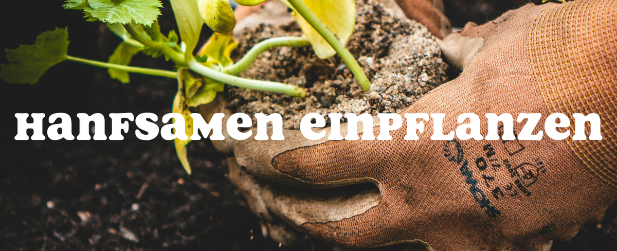 Mikroskopaufnahme einer Breitmilbe auf Cannabispflanze – Cannabis und Breitmilben als unsichtbare Schädlinge im Grow