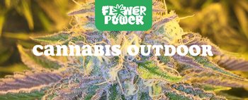 Cannabis im Karton trocknen – Anleitung und Aufbau der Trocknungsbox