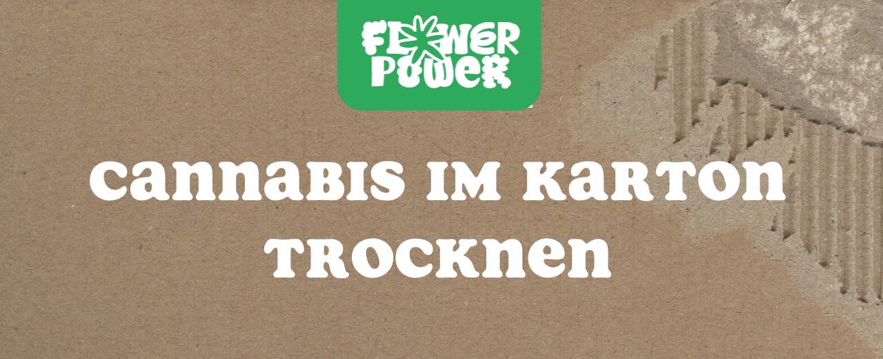 Cannabis im Karton trocknen – Anleitung und Aufbau der Trocknungsbox