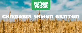 Cannabis im Karton trocknen – Anleitung und Aufbau der Trocknungsbox