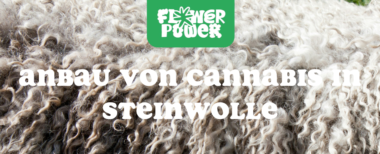 Junge Cannabispflanze in Steinwollblock – Cannabis in Steinwolle anbauen für präzise Kontrolle und schnelles Wachstum.