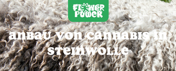 Junge Cannabispflanze in Steinwollblock – Cannabis in Steinwolle anbauen für präzise Kontrolle und schnelles Wachstum.