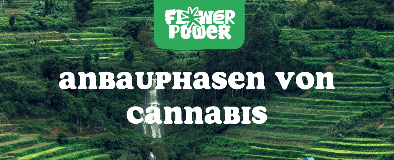 Blühende Cannabispflanze unter LED-Licht – Anbauphasen von Cannabis in der Blütezeit