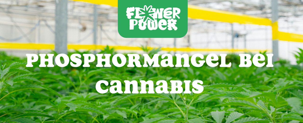 Cannabis Pflanze mit typischen Schädlingsschäden wie Blattflecken, gesprenkelten Oberflächen und Trichomverlust – Beispiel für frühen Befall.