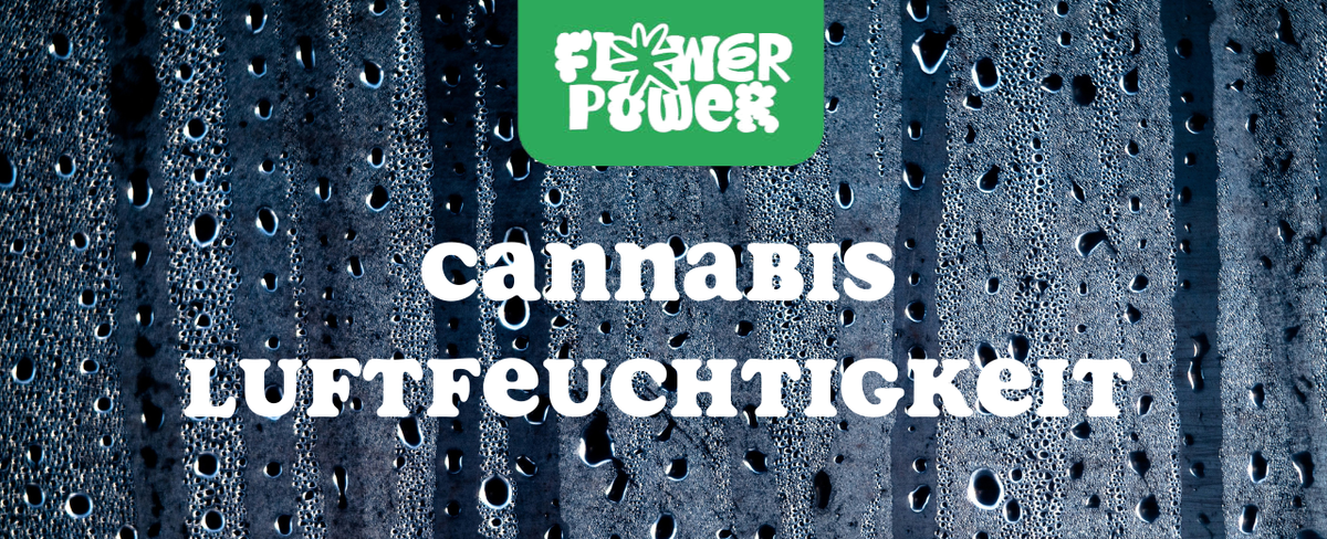 Cannabis im Karton trocknen – Anleitung und Aufbau der Trocknungsbox