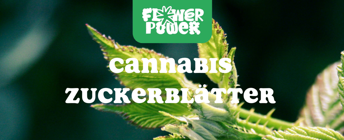 Cannabis Pflanze mit typischen Schädlingsschäden wie Blattflecken, gesprenkelten Oberflächen und Trichomverlust – Beispiel für frühen Befall.