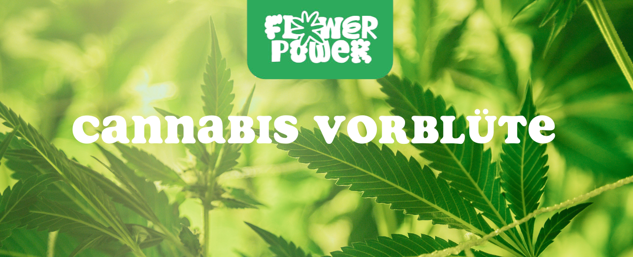 Mikroskopaufnahme einer Breitmilbe auf Cannabispflanze – Cannabis und Breitmilben als unsichtbare Schädlinge im Grow