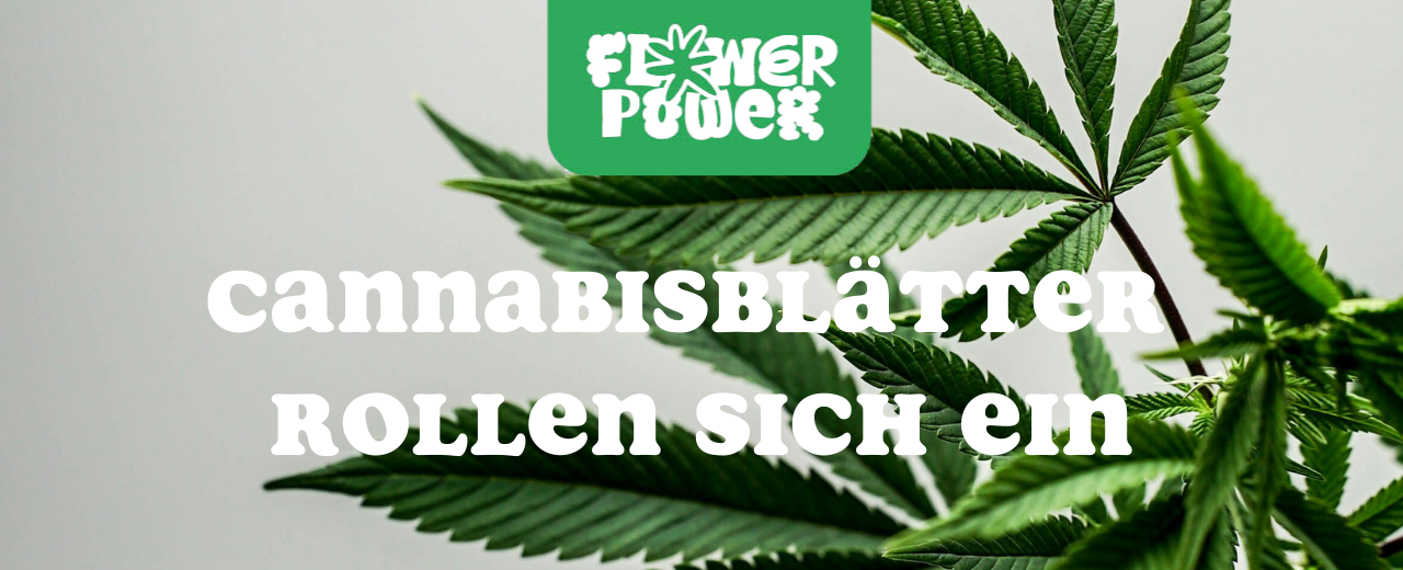 Cannabis im Karton trocknen – Anleitung und Aufbau der Trocknungsbox
