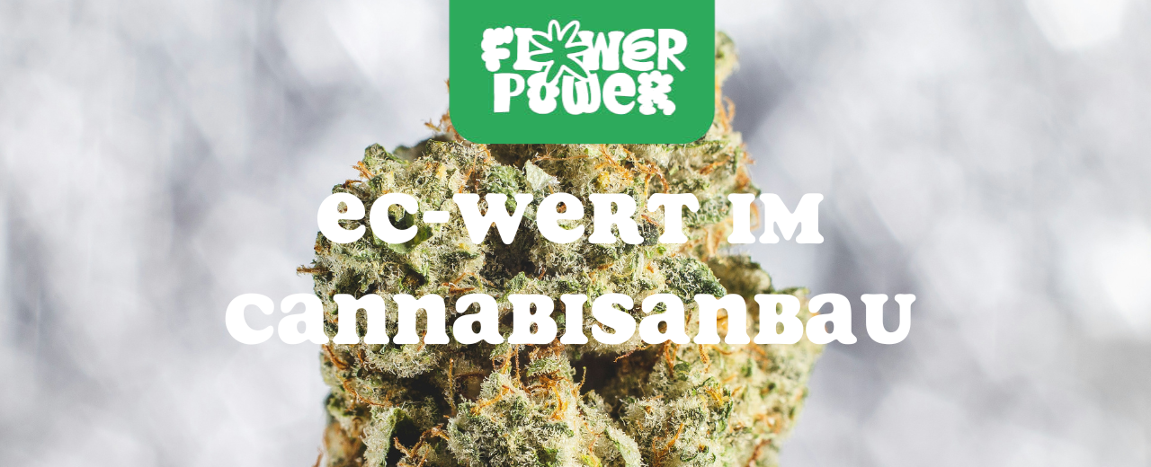 Cannabis im Karton trocknen – Anleitung und Aufbau der Trocknungsbox