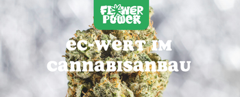 Cannabis im Karton trocknen – Anleitung und Aufbau der Trocknungsbox