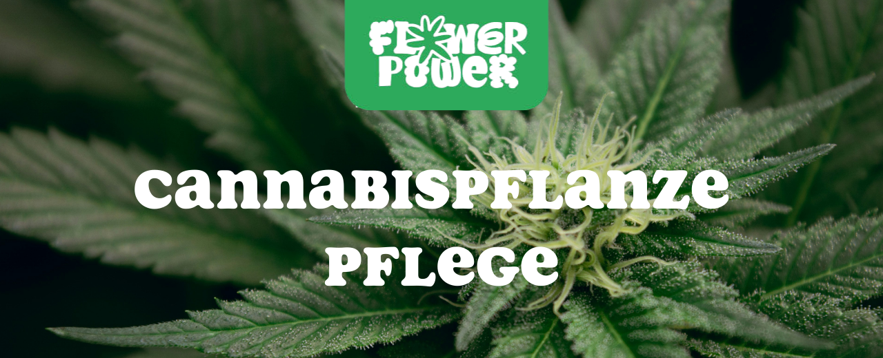 Cannabis im Karton trocknen – Anleitung und Aufbau der Trocknungsbox