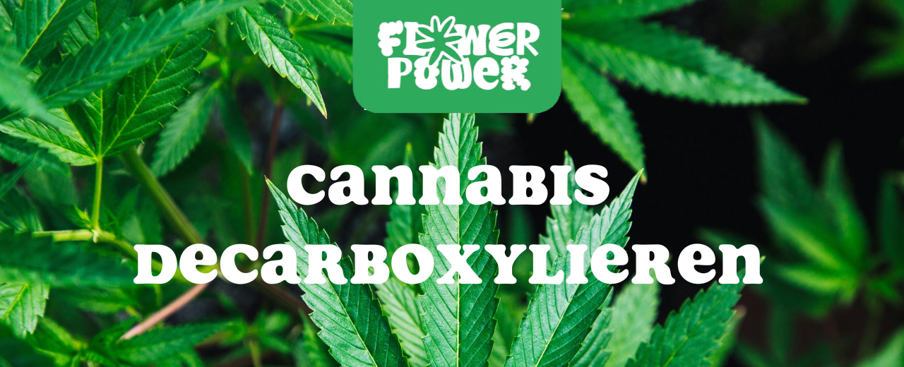 Cannabisblüten auf Backblech im Ofen – Cannabis decarboxylieren Schritt für Schritt erklärt.